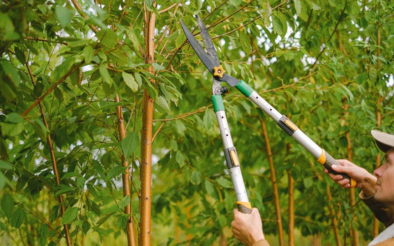 Tree trimming in Edwall, WA