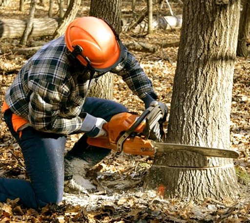 Tree Removal in Edwall, WA